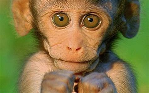 cutest monkey pics|cute monkey desktop wallpaper.